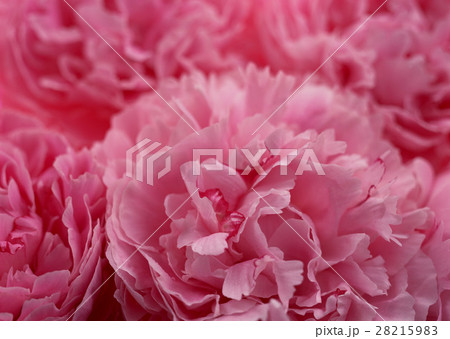 シャクヤク 28215983