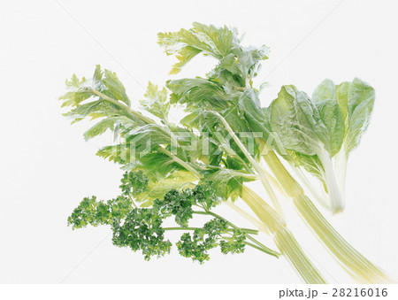 野菜いろいろ 28216016