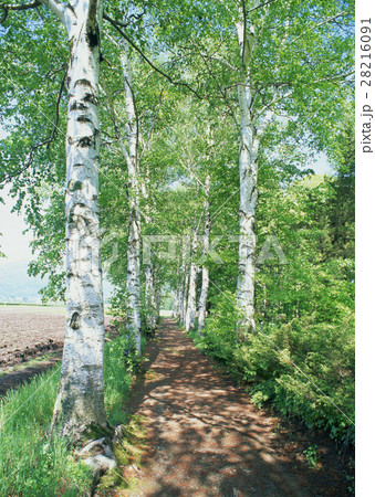 シラカバ並木 シラカバ並木 28216091