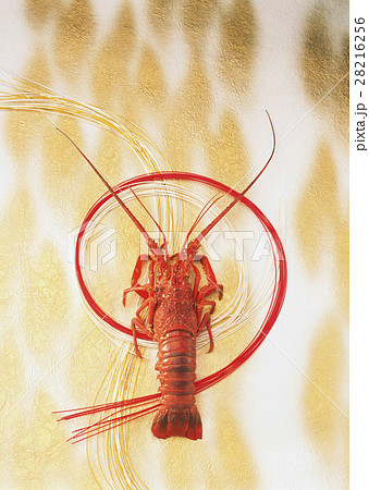 イセエビ 28216256