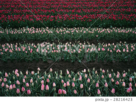チューリップ畑 28216423