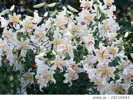 ヤマユリ 28216683