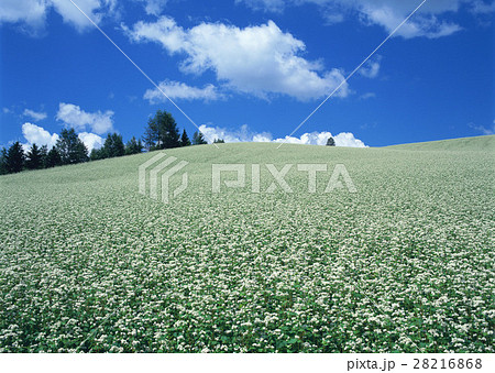 ソバ畑 28216868
