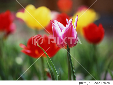 チューリップ 28217020