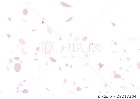 桜吹雪のイラスト素材 2174