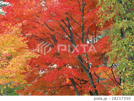 紅葉 28217350