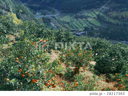 ミカン畑 ミカン畑 28217363