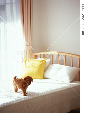 トイプードル 28217444