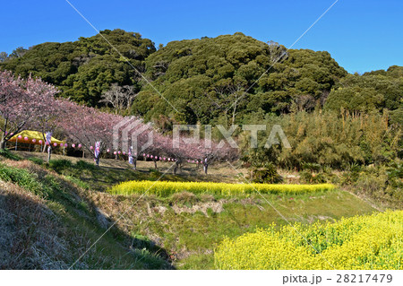 南房総市和田町 抱湖園の元朝桜と菜の花 南房総市和田町 抱湖園の元朝桜と菜の花 28217479