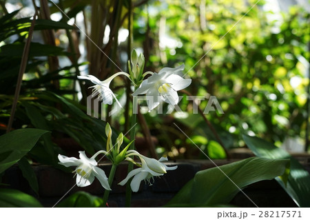 1月熱帯植物 アマゾンユリ・ヒガンバナ科32多摩グリーンライブセンター 1月熱帯植物 アマゾンユリ・ヒガンバナ科32多摩グリーンライブセンター 28217571