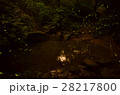 蛍 ホタル ほたる 28217800