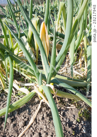 ネギ畑 ネギ畑 28217948