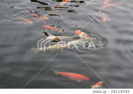 Carp fish swimming in the pond Carp fish swimming in the pond 28218395