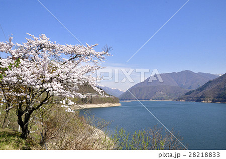 御母衣ダム湖岸の荘川桜と白山連峰 28218833
