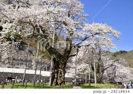 荘川桜と青空 28218834