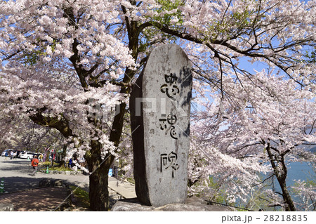 荘川のさくらと忠魂碑 荘川のさくらと忠魂碑 28218835