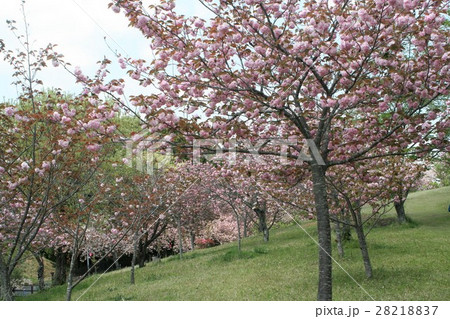 静峰ふるさと公園の桜 静峰ふるさと公園の桜 28218837