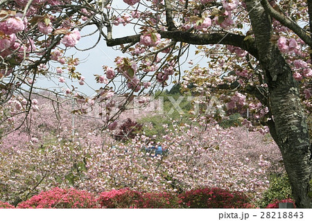 静峰ふるさと公園の桜 28218843