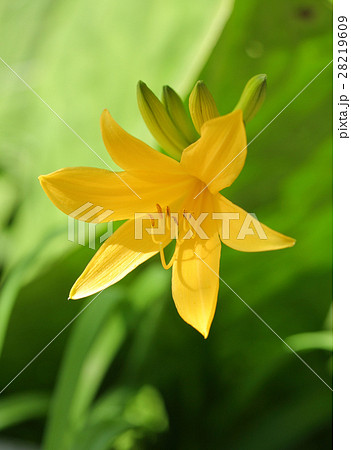 エゾカンゾウ 28219609