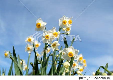 水仙 28220030