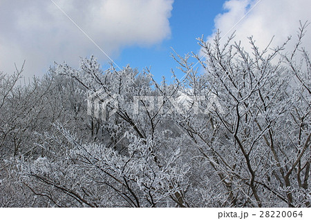 牧ノ戸峠の樹氷 牧ノ戸峠の樹氷 28220064