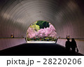 桜のトンネル 28220206
