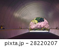 桜のトンネル 28220207