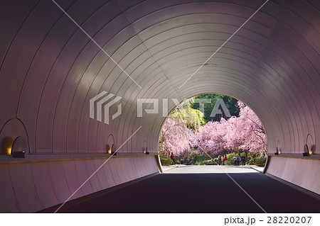 桜のトンネル 28220207