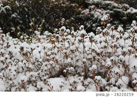 雪の帽子 28220259