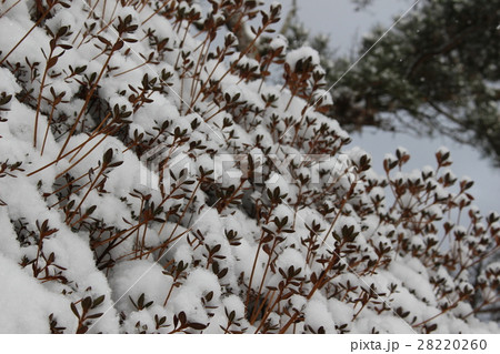 雪の帽子 28220260