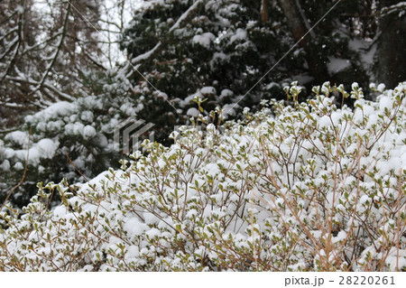 雪の帽子 28220261