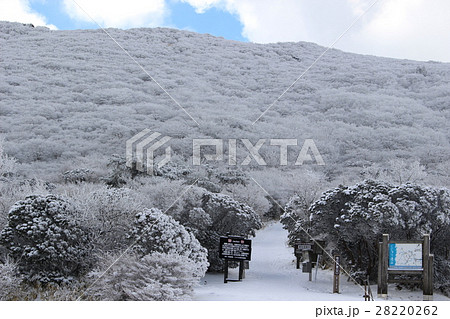 牧ノ戸峠の樹氷 28220262