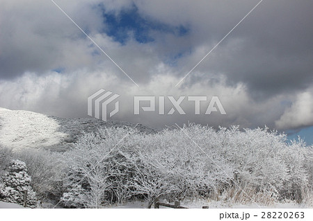 牧ノ戸峠の樹氷 28220263