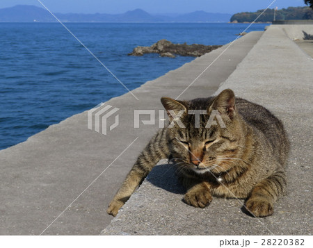 真鍋島 岡山県 真鍋島 岡山県 28220382