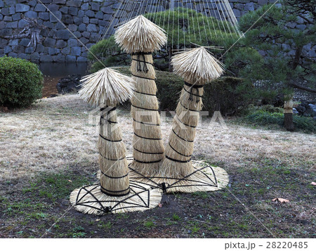 ソテツの冬囲い ソテツの冬囲い 28220485