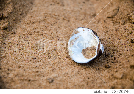 Sea shell lying on the sandy beach Sea shell lying on the sandy beach 28220740