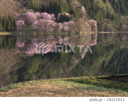 中綱湖の桜(長野県) 中綱湖の桜(長野県) 28221021