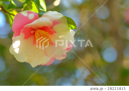 サザンカ サザンカ 28221815