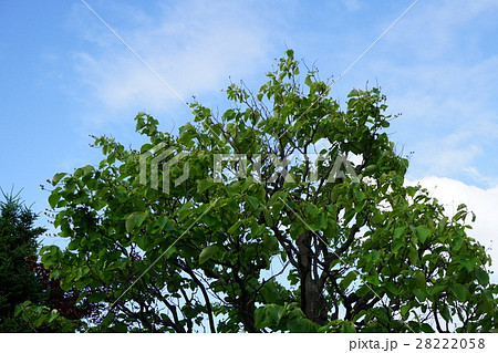 実が鈴なりのハクウンボク 実が鈴なりのハクウンボク 28222058