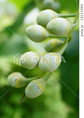 可愛いハクウンボクの実 28222060