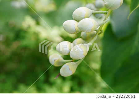 可愛いハクウンボクの実 28222061