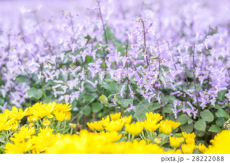 Abstract blur of Little purple flowers background Abstract blur of Little purple flowers background 28222088