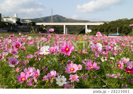 伊芸のコスモス畑 伊芸のコスモス畑 28223001