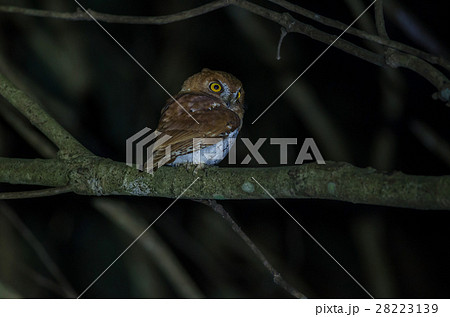 Oriental scop owl bird 28223139