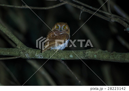 Oriental scop owl bird 28223142