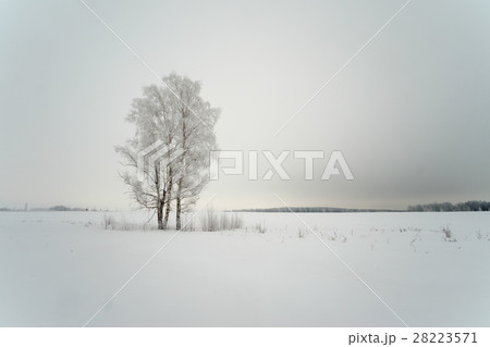 Snowy tree in a field Snowy tree in a field 28223571