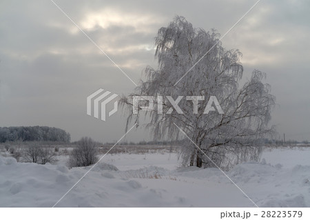 Snowy tree in a field 28223579