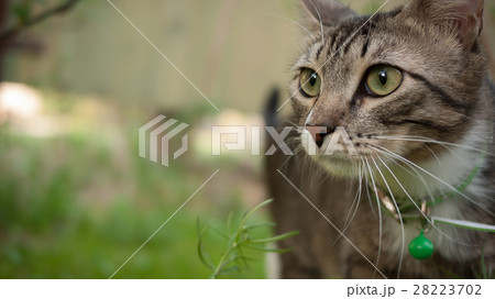 Muzzle of gray sleepy cat Muzzle of gray sleepy cat 28223702