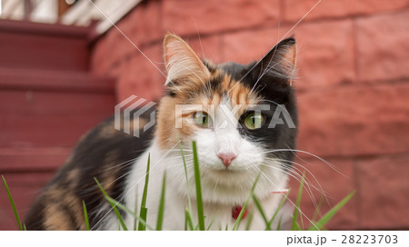 black white red cat looking through the grass. black white red cat looking through the grass. 28223703