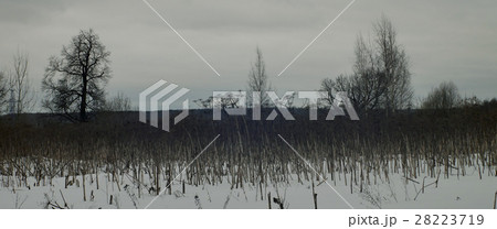 winter landscape, trees and stems hogweed winter landscape, trees and stems hogweed 28223719